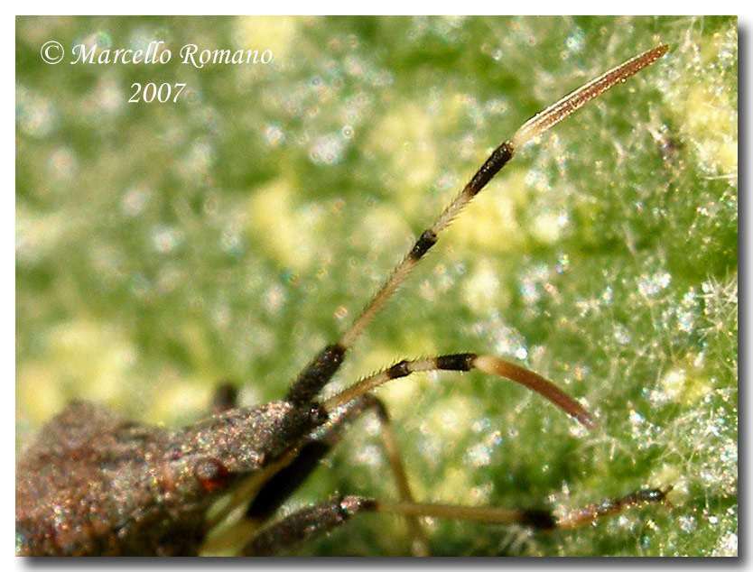 Due Heteroptera... Dicranocephalus agilis e Tritomegas?